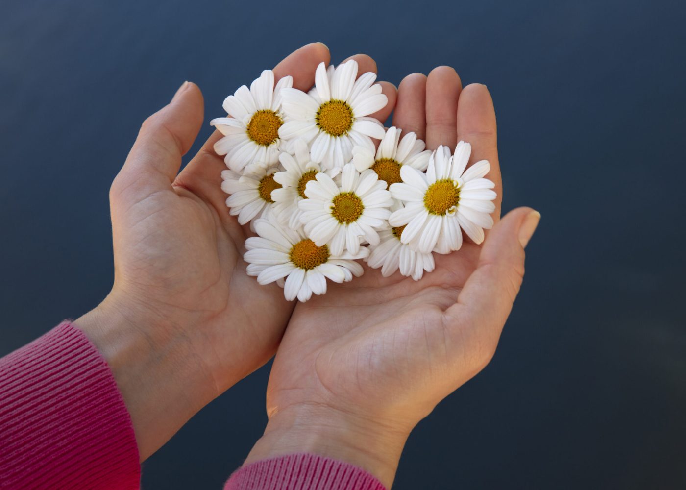 still-life-daisy-flowers